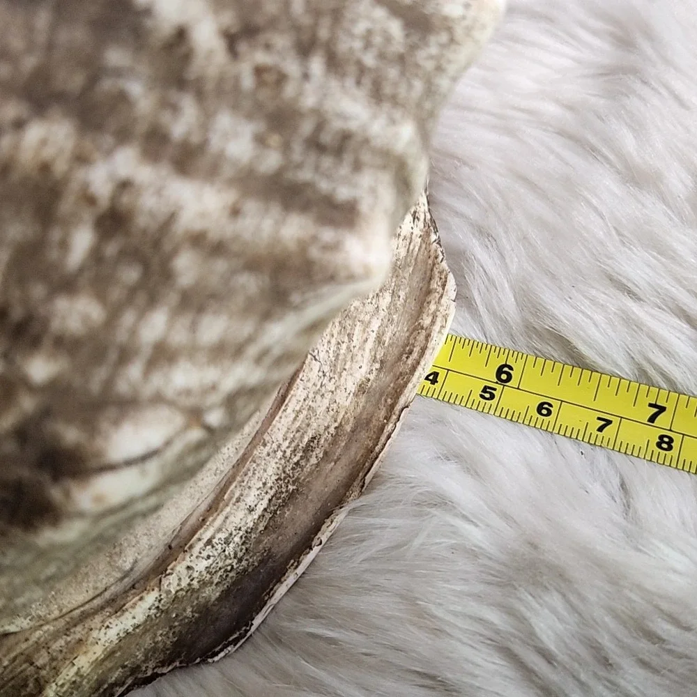 Brown & Beige Striped Helmet Conch Sea Shell 6.5